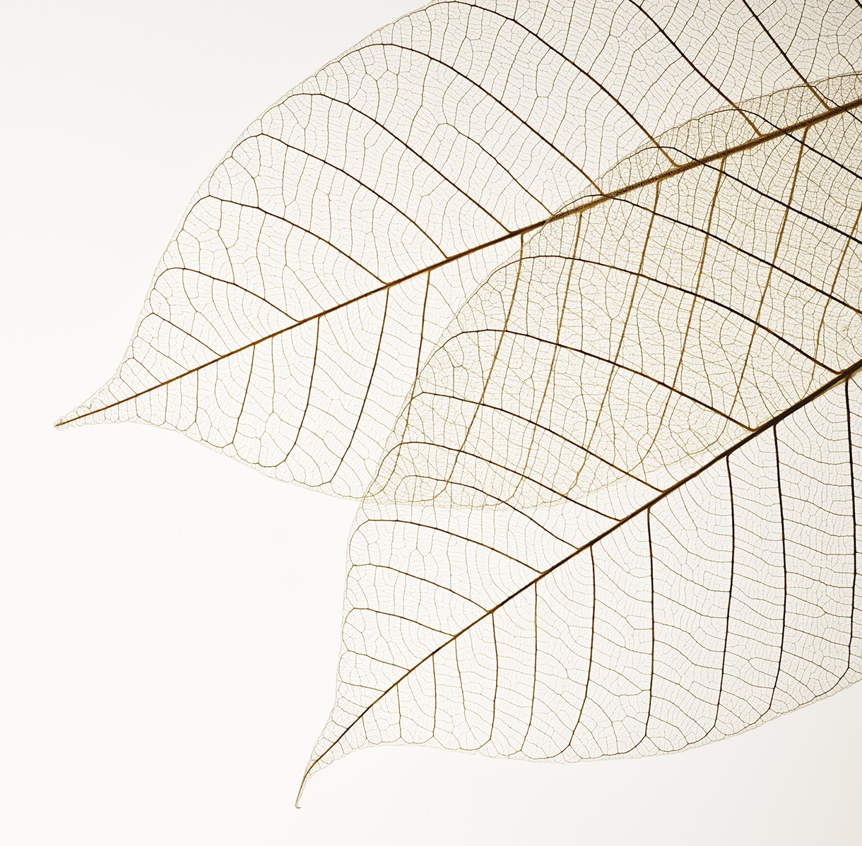 Photographie en transparence des nervures de deux feuilles d'arbre